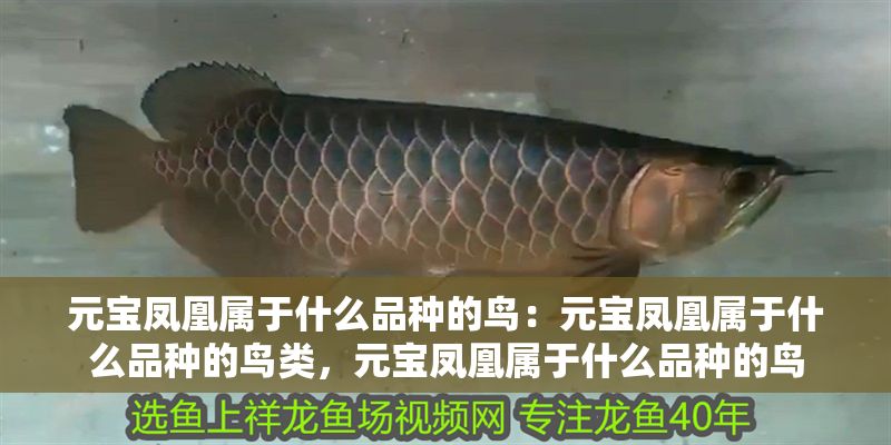 元寶鳳凰屬于什么品種的鳥：元寶鳳凰屬于什么品種的鳥類，元寶鳳凰屬于什么品種的鳥