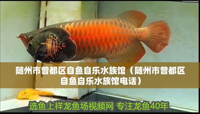 隨州市曾都區(qū)自魚自樂水族館（隨州市曾都區(qū)自魚自樂水族館電話）