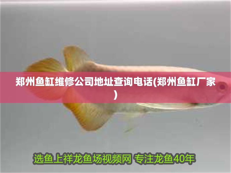鄭州魚(yú)缸維修公司地址查詢(xún)電話(huà)(鄭州魚(yú)缸廠(chǎng)家)