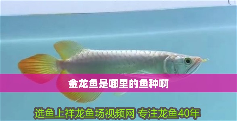 金龍魚是哪里的魚種啊