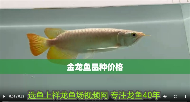 金龍魚品種價格