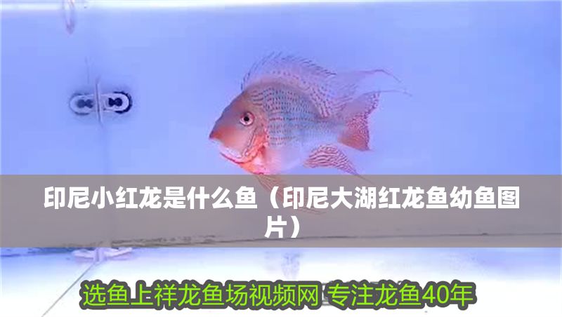 印尼小紅龍是什么魚（印尼大湖紅龍魚幼魚圖片） 印尼小紅龍是什么魚（印尼大湖紅龍魚幼魚圖片） 大湖紅龍魚百科 第1張