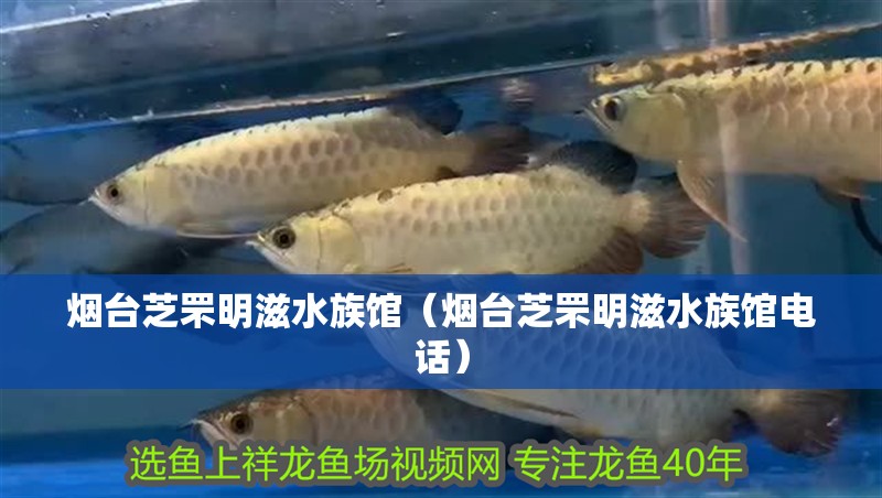 煙臺(tái)芝罘明滋水族館(煙臺(tái)芝罘明滋水族館電話) 全國水族館企業(yè)名錄 第2張 煙臺(tái)芝罘明滋水族館(煙臺(tái)芝罘明滋水族館電話) 煙臺(tái)芝罘明滋水族館(煙臺(tái)芝罘明滋水族館電話) 全國水族館企業(yè)名錄 第2張