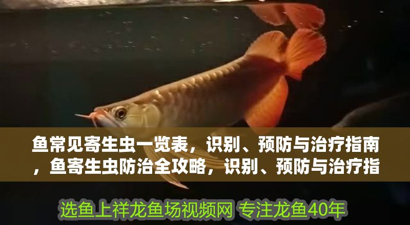 魚常見寄生蟲一覽表，識別、預防與治療指南，魚寄生蟲防治全攻略，識別、預防與治療指南 魚常見寄生蟲一覽表，識別、預防與治療指南，魚寄生蟲防治全攻略，識別、預防與治療指南 龍魚常見疾病 第1張