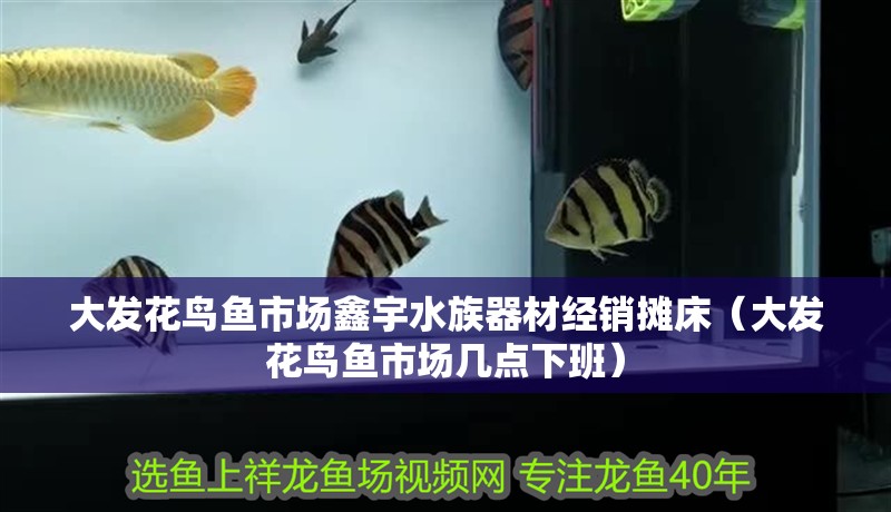 大發(fā)花鳥魚市場鑫宇水族器材經(jīng)銷攤床（大發(fā)花鳥魚市場幾點下班）