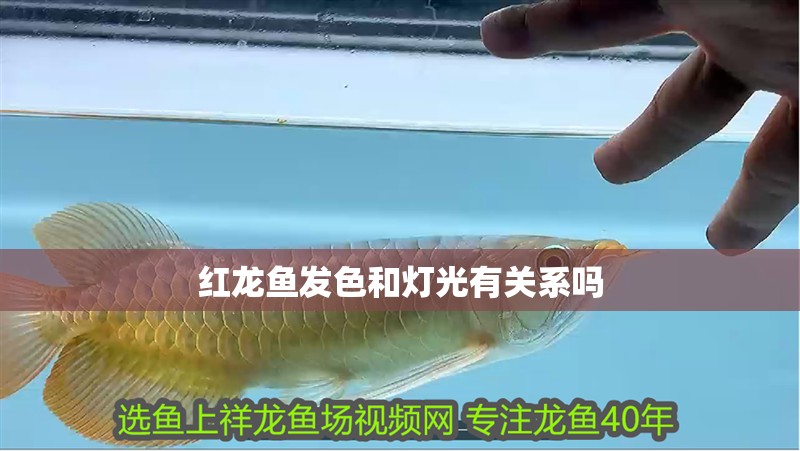 紅龍魚發色和燈光有關系嗎 紅龍魚發色和燈光有關系嗎 龍魚百科 第2張