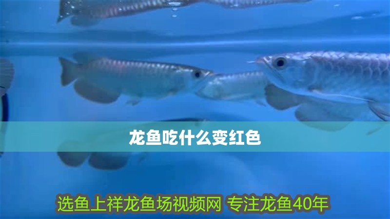 龍魚吃什么變紅色 龍魚吃什么變紅色 龍魚百科 第2張