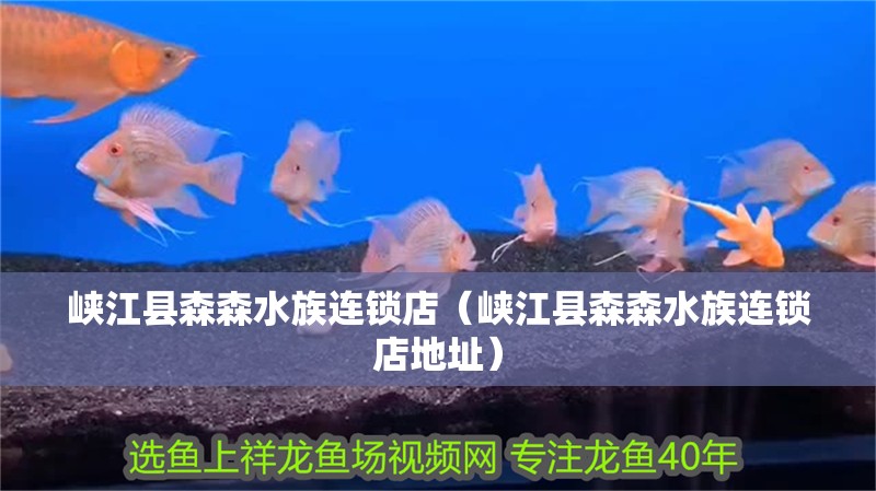 峽江縣森森水族連鎖店（峽江縣森森水族連鎖店地址） 峽江縣森森水族連鎖店（峽江縣森森水族連鎖店地址） 全國水族館企業(yè)名錄 第2張