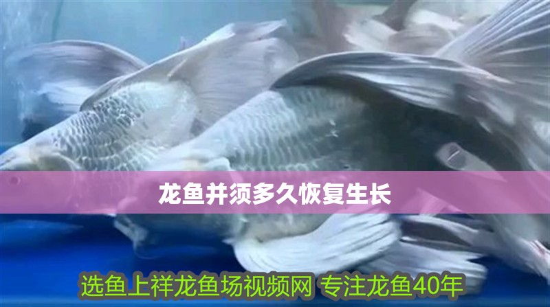 龍魚(yú)并須多久恢復(fù)生長(zhǎng)