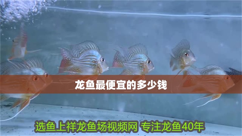 龍魚最便宜的多少錢