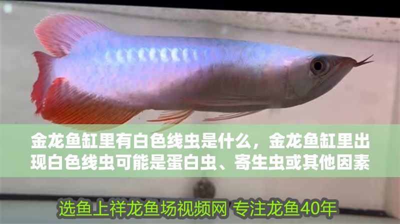 金龍魚缸里有白色線蟲是什么，金龍魚缸里出現白色線蟲可能是蛋白蟲、寄生蟲或其他因素引起的