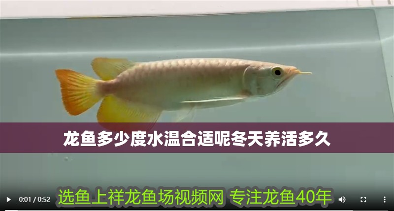 龍魚多少度水溫合適呢冬天養(yǎng)活多久