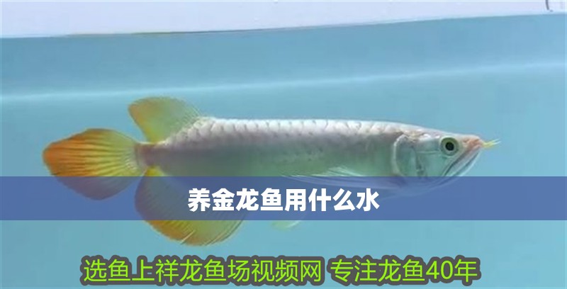 養(yǎng)金龍魚用什么水