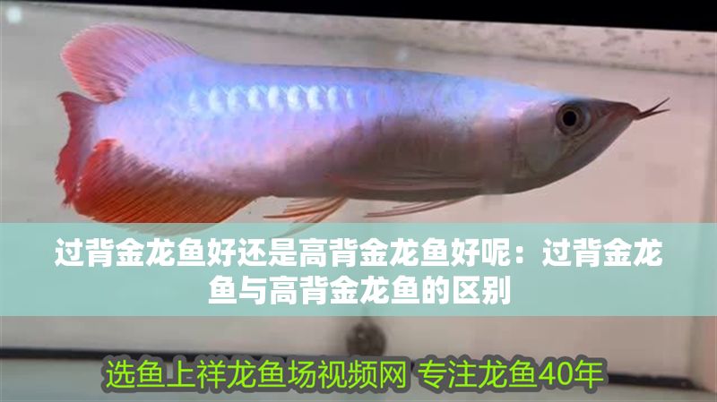 過(guò)背金龍魚好還是高背金龍魚好呢：過(guò)背金龍魚與高背金龍魚的區(qū)別