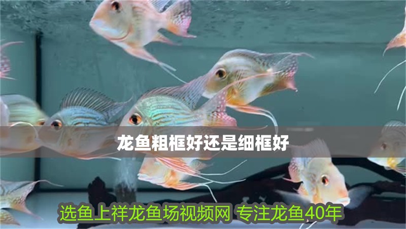 龍魚粗框好還是細框好