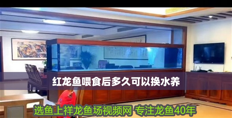 紅龍魚喂食后多久可以換水養