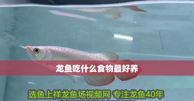 龍魚吃什么食物最好養 龍魚吃什么食物最好養 龍魚百科 第2張