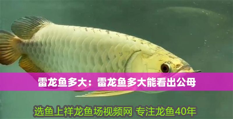 雷龍魚多大：雷龍魚多大能看出公母 雷龍魚多大：雷龍魚多大能看出公母 元寶鳳凰魚百科 第1張