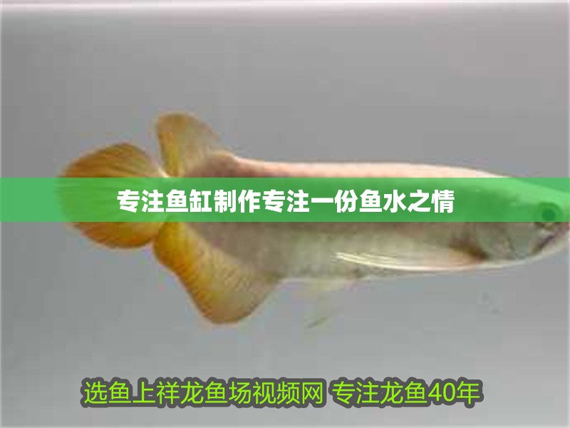 專注魚缸制作專注一份魚水之情 專注魚缸制作專注一份魚水之情 虎魚百科