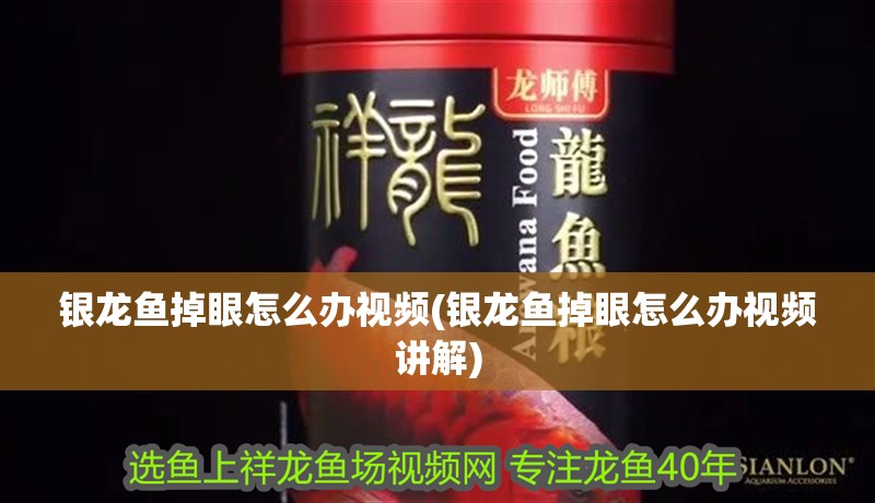銀龍魚掉眼怎么辦視頻(銀龍魚掉眼怎么辦視頻講解)