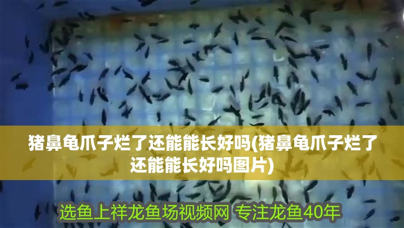 豬鼻龜爪子爛了還能能長好嗎(豬鼻龜爪子爛了還能能長好嗎圖片)