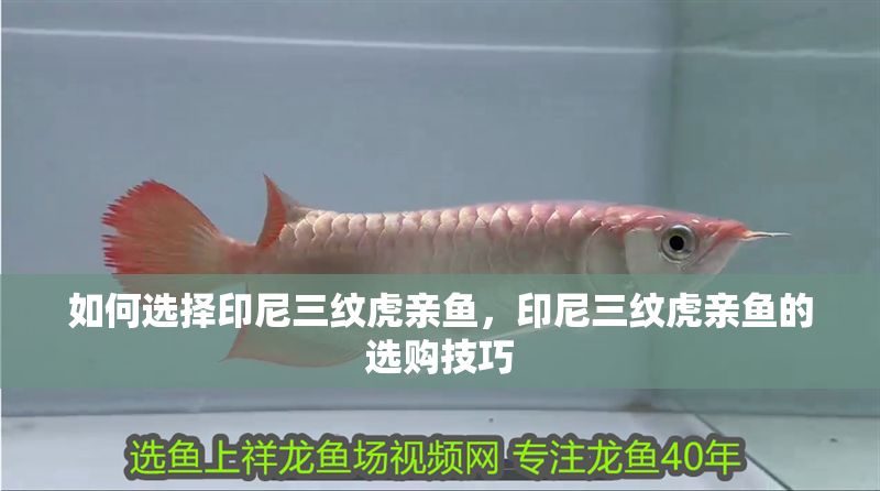 如何選擇印尼三紋虎親魚，印尼三紋虎親魚的選購技巧