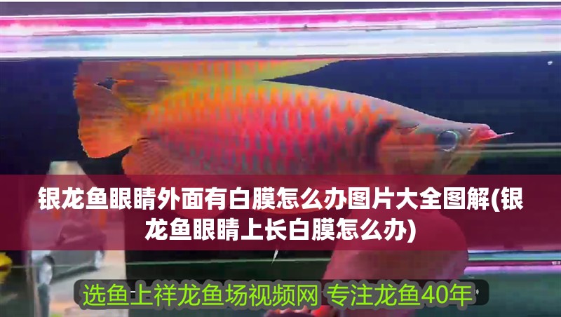 銀龍魚眼睛外面有白膜怎么辦圖片大全圖解(銀龍魚眼睛上長(zhǎng)白膜怎么辦) 銀龍魚眼睛外面有白膜怎么辦圖片大全圖解(銀龍魚眼睛上長(zhǎng)白膜怎么辦) 銀龍魚百科