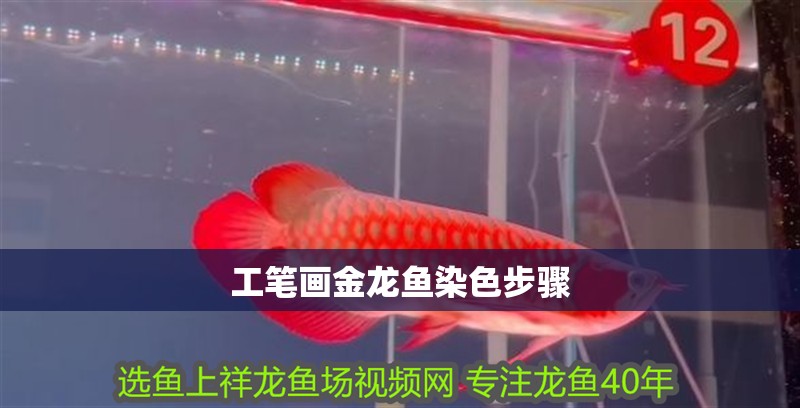 工筆畫金龍魚染色步驟 工筆畫金龍魚染色步驟 龍魚百科