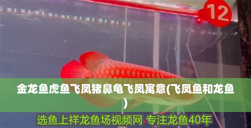 魚缸造景先放沙還是先放水(魚缸造景先鋪沙還是先放石頭) 金龍魚虎魚飛鳳豬鼻龜飛鳳寓意(飛鳳魚和龍魚) 豬鼻龜百科 金龍魚虎魚飛鳳豬鼻龜飛鳳寓意(飛鳳魚和龍魚) 金龍魚虎魚飛鳳豬鼻龜飛鳳寓意(飛鳳魚和龍魚) 豬鼻龜百科