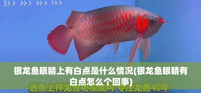 銀龍魚眼睛上有白點是什么情況(銀龍魚眼睛有白點怎么個回事) 銀龍魚眼睛上有白點是什么情況(銀龍魚眼睛有白點怎么個回事) 銀龍魚百科