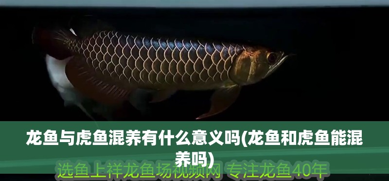 龍魚與虎魚混養(yǎng)有什么意義嗎(龍魚和虎魚能混養(yǎng)嗎)