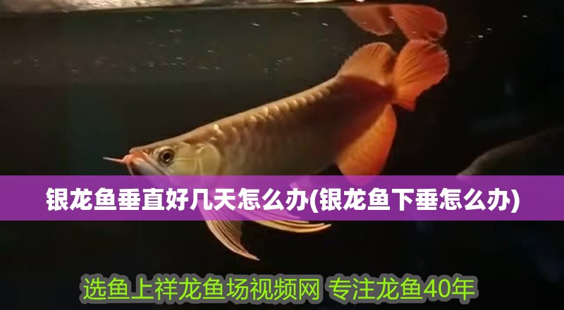 銀龍魚垂直好幾天怎么辦(銀龍魚下垂怎么辦)
