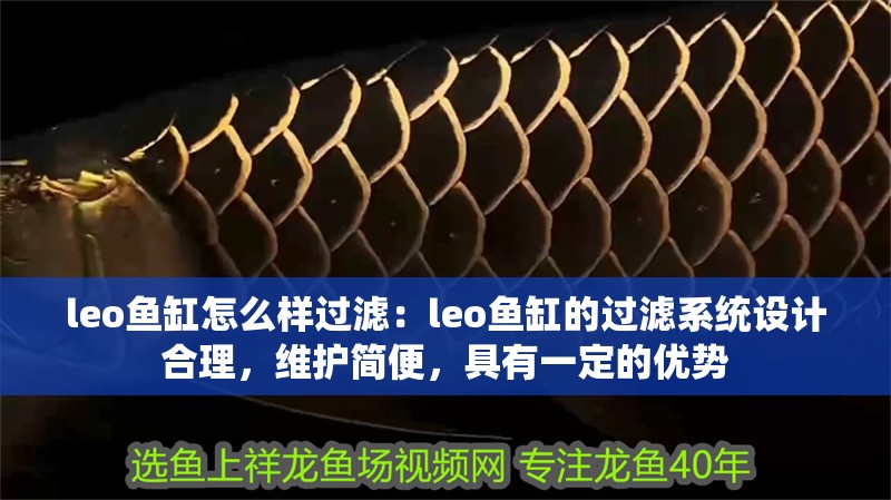 leo魚缸怎么樣過濾：leo魚缸的過濾系統設計合理，維護簡便，具有一定的優勢