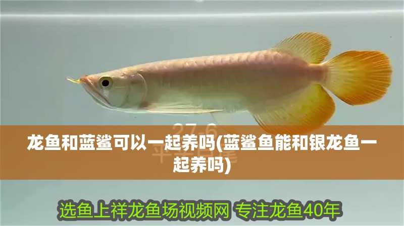 龍魚和藍鯊可以一起養嗎(藍鯊魚能和銀龍魚一起養嗎)