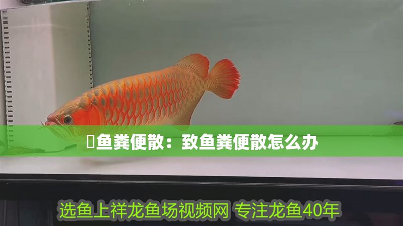 魟魚糞便散：致魚糞便散怎么辦