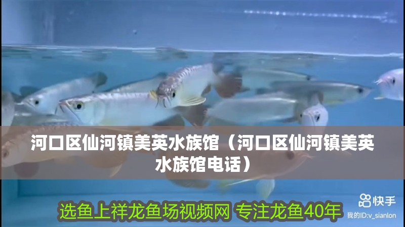河口區仙河鎮美英水族館（河口區仙河鎮美英水族館電話）
