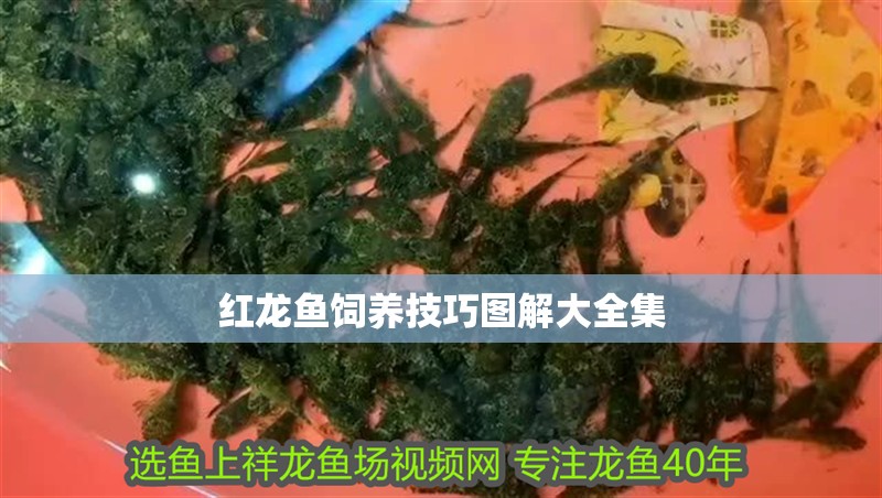 紅龍魚飼養技巧圖解大全集
