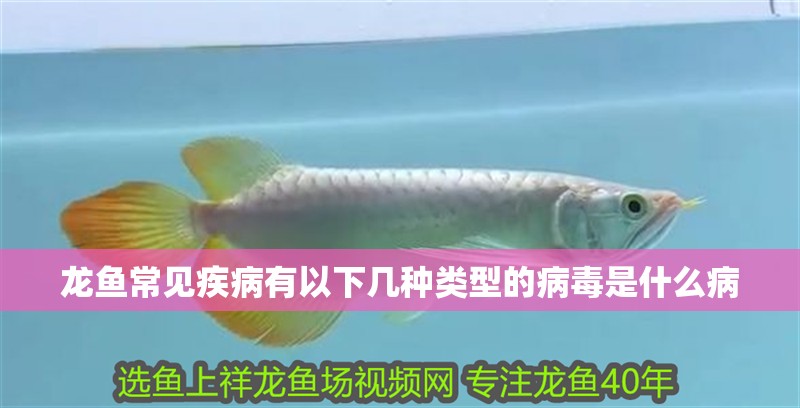 龍魚常見疾病有以下幾種類型的病毒是什么病