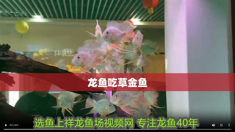 龍魚吃草金魚