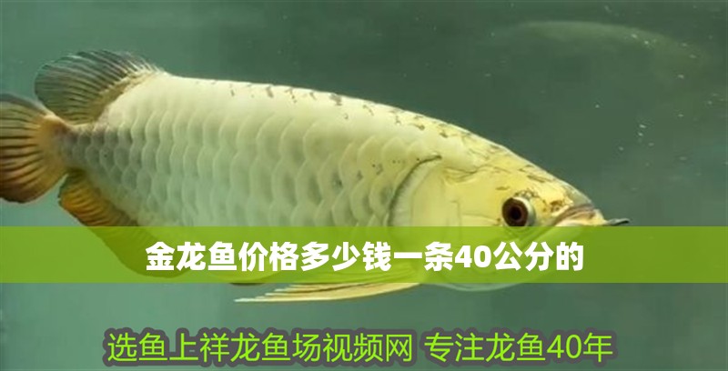 金龍魚(yú)價(jià)格多少錢(qián)一條40公分的
