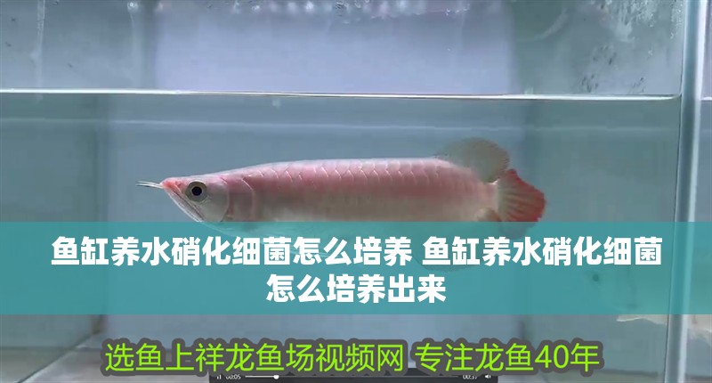 魚缸過濾器選購指南:自制魚缸過濾器魚缸上置過濾器對于養魚愛好者的必備知識 魚缸養水硝化細菌怎么培養 魚缸養水硝化細菌怎么培養出來 豬鼻龜百科 魚缸養水硝化細菌怎么培養 魚缸養水硝化細菌怎么培養出來 魚缸養水硝化細菌怎么培養 魚缸養水硝化細菌怎么培養出來 豬鼻龜百科