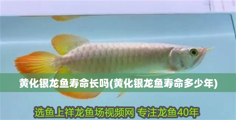 黃化銀龍魚壽命長嗎(黃化銀龍魚壽命多少年)