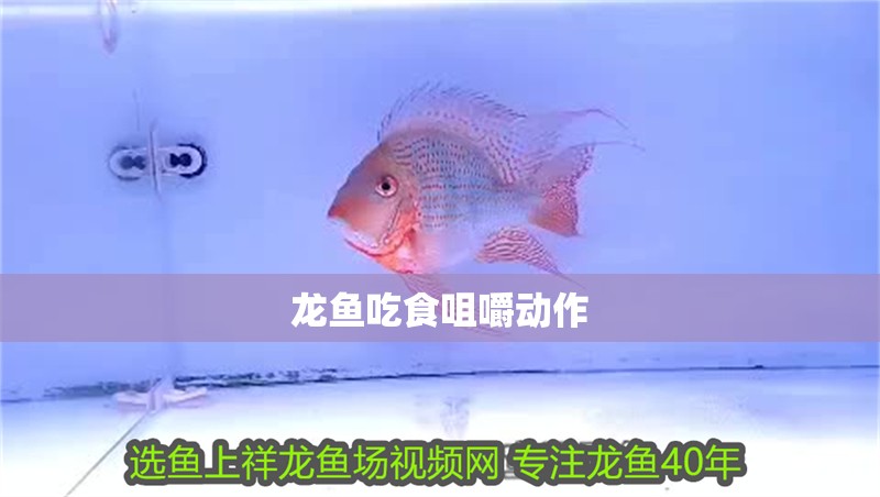 龍魚吃食咀嚼動作