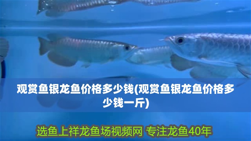 觀賞魚銀龍魚價格多少錢(觀賞魚銀龍魚價格多少錢一斤)