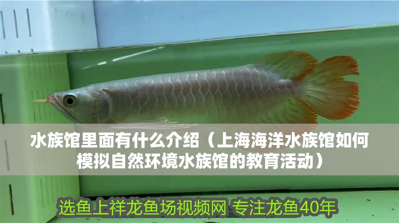 水族館里面有什么介紹（上海海洋水族館如何模擬自然環(huán)境水族館的教育活動） 水族館里面有什么介紹（上海海洋水族館如何模擬自然環(huán)境水族館的教育活動） 水族館百科（水族館加盟） 第1張