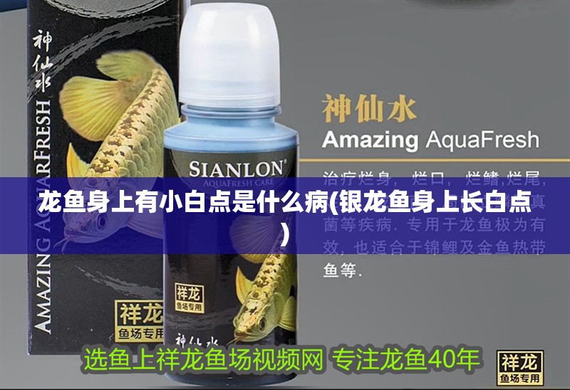 龍魚身上有小白點是什么病(銀龍魚身上長白點)