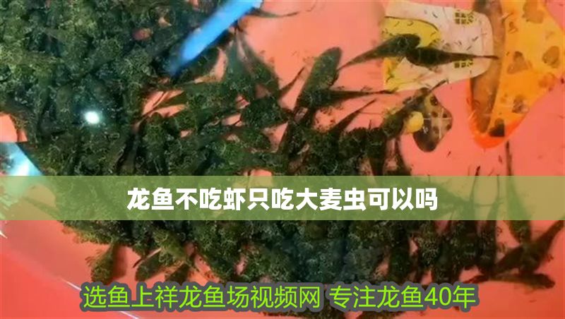 龍魚不吃蝦只吃大麥蟲可以嗎