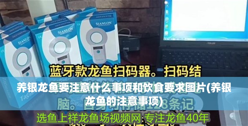 養銀龍魚要注意什么事項和飲食要求圖片(養銀龍魚的注意事項)
