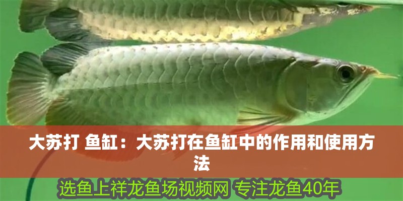 大蘇打 魚缸：大蘇打在魚缸中的作用和使用方法
