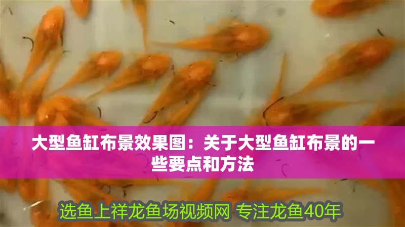 大型魚缸布景效果圖：關(guān)于大型魚缸布景的一些要點(diǎn)和方法 大型魚缸布景效果圖：關(guān)于大型魚缸布景的一些要點(diǎn)和方法 魚缸百科